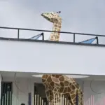 Zsiráf bölcsődébe, 3D modell